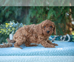 Small Photo #10 Poodle (Miniature) Puppy For Sale in KIRKWOOD, PA, USA