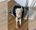 Small #5 French Bulldog