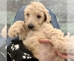 Small #2 Goldendoodle