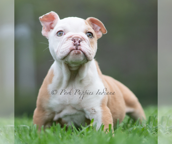 Medium Photo #10 Bulldog Puppy For Sale in WARSAW, IN, USA