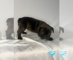 Litter of 5 - Female French BulldogLitter of Puppies for Sale - Photo #11