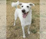 Small #3 Siberian Husky Mix