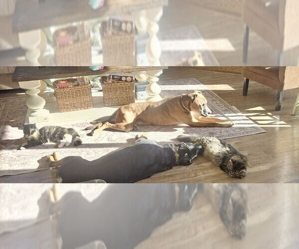 Medium Photo #9 German Shepherd Dog-Great Dane Mix Puppy For Sale in Princeton, MN, USA