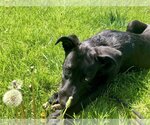 Small #3 American Pit Bull Terrier-Labrador Retriever Mix