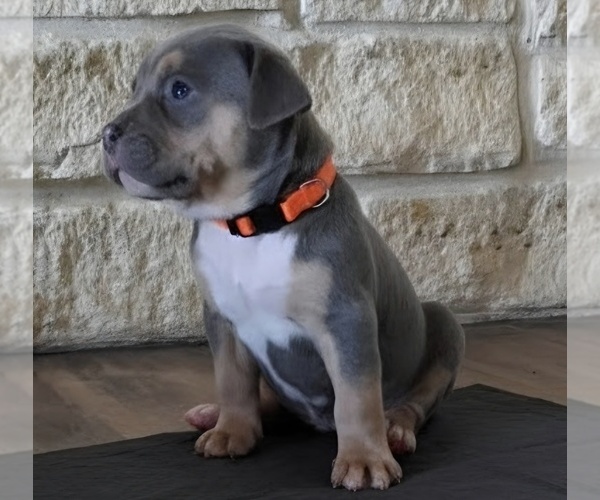 Medium Photo #19 American Bully Puppy For Sale in COPPERAS COVE, TX, USA