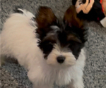 Small #1 Yorkshire Terrier