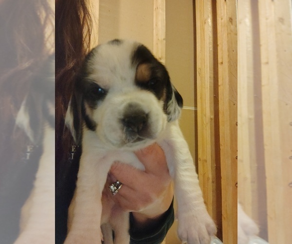 Medium Photo #11 Beagle Puppy For Sale in BOWLING GREEN, MO, USA