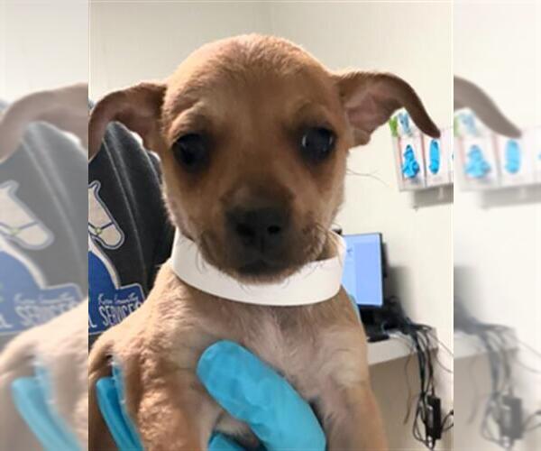 Medium Photo #1 Chihuahua Puppy For Sale in Bakersfield, CA, USA