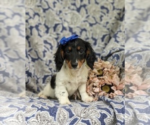 Dachshund Puppy for sale in LEOLA, PA, USA