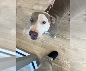 Mutt Dogs for adoption in Pearland, TX, USA