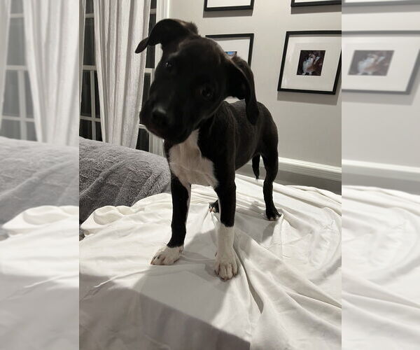 Medium Photo #4 American Pit Bull Terrier-Labrador Retriever Mix Puppy For Sale in Raleigh, NC, USA