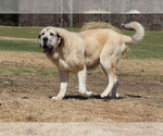 Small Photo #1 Spanish Mastiff Puppy For Sale in GILLETTE, WY, USA