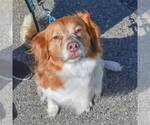 Small #11 Colonial Cocker Spaniel Mix