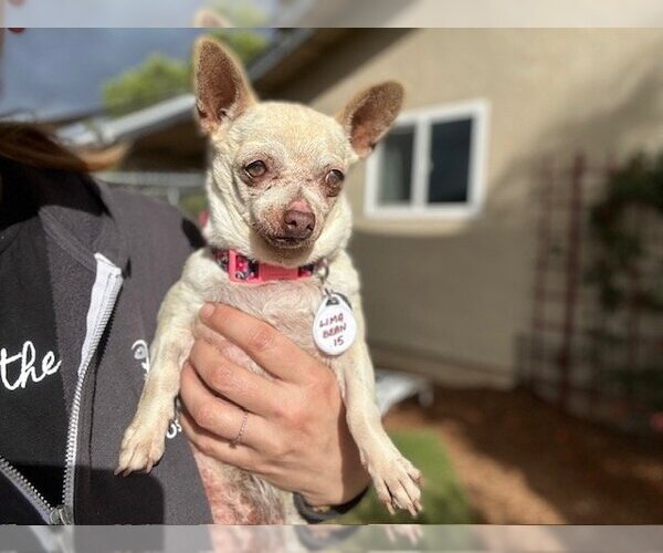 Medium Photo #1 Chihuahua Puppy For Sale in  Ramona, CA, USA
