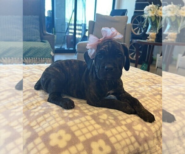 Medium Photo #1 Cane Corso Puppy For Sale in YUCCA VALLEY, CA, USA