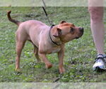 Small #2 Bulldog Mix
