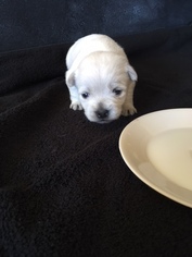 West Highland White Terrier Puppy for sale in CEDAR FALLS, IA, USA