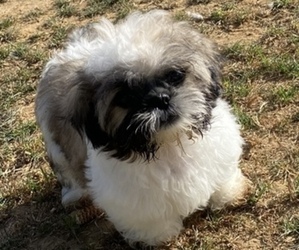 Shih Tzu Puppy for sale in VENETA, OR, USA