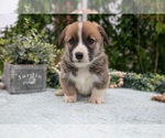 Puppy Micky Pembroke Welsh Corgi