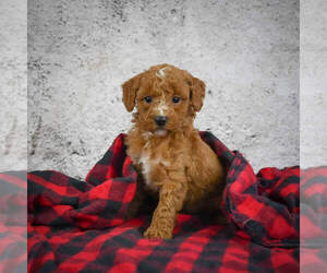 Goldendoodle (Miniature) Puppy for sale in ITASCA, TX, USA