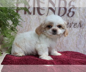 Shih Tzu Puppy for sale in SHILOH, OH, USA