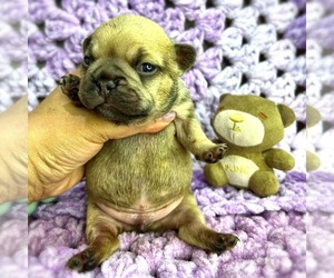 French Bulldog Puppy for sale in OJAI, CA, USA
