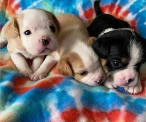 Bulldog Puppy for sale in HICKORY, NC, USA