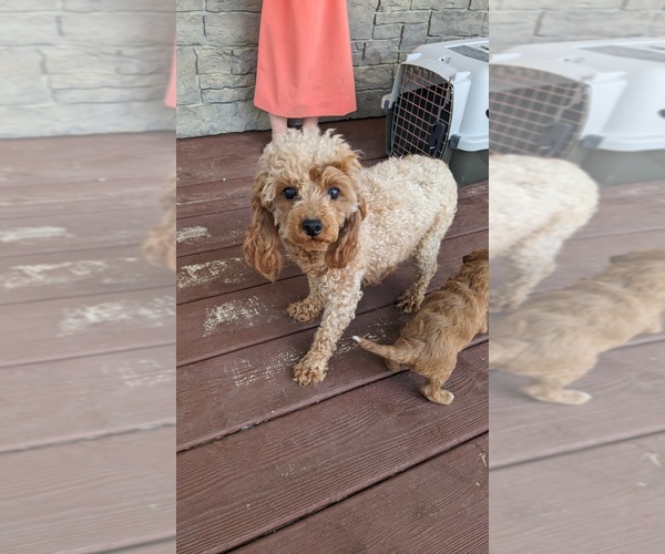 Medium Photo #1 Cavapoo Puppy For Sale in GOSHEN, IN, USA
