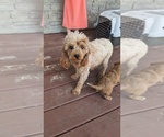 Small Photo #1 Cavapoo Puppy For Sale in GOSHEN, IN, USA