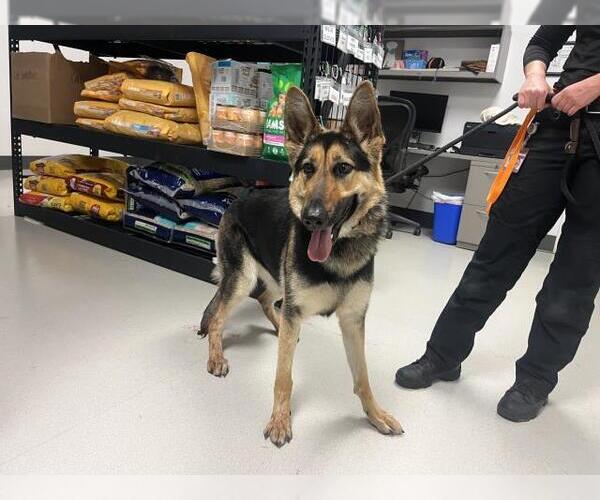 Medium Photo #1 German Shepherd Dog Puppy For Sale in Corona, CA, USA
