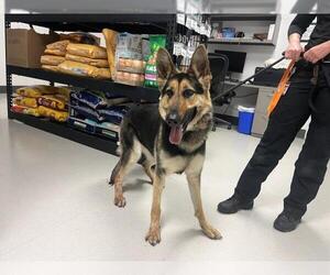German Shepherd Dog Dogs for adoption in Corona, CA, USA