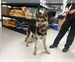 Small German Shepherd Dog