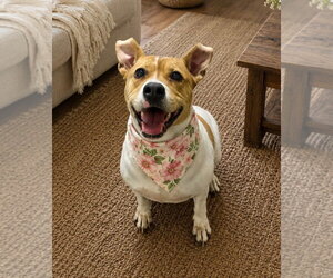Layla - Female Mutt Dog for Adoption - Photo #5