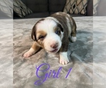 Puppy Girl 1 Australian Shepherd