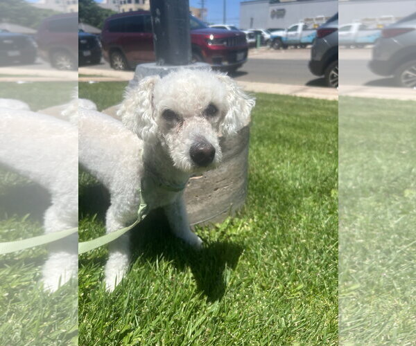 Medium Photo #3 Poodle (Miniature)-Unknown Mix Puppy For Sale in Grafton, WI, USA