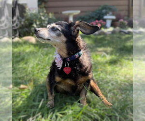 Isadora - Female Chihuahua-Unknown Mix Dog for Adoption - Photo #11