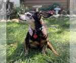 Small Photo #11 Chihuahua-Unknown Mix Puppy For Sale in Fargo, ND, USA