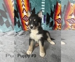 Puppy 6 Alaskan Husky-Border Collie Mix