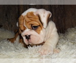 Small Photo #30 English Bulldog Puppy For Sale in VERONA, MO, USA