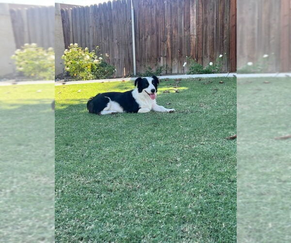Medium Photo #2 Border Collie Puppy For Sale in Paso Robles, CA, USA
