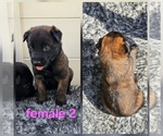 Puppy Puppy 7 Belgian Malinois