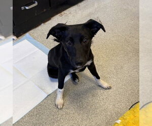 Mutt Dogs for adoption in Alameda, CA, USA