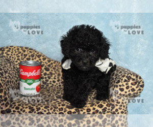 Poodle (Toy) Puppy for sale in SANGER, TX, USA