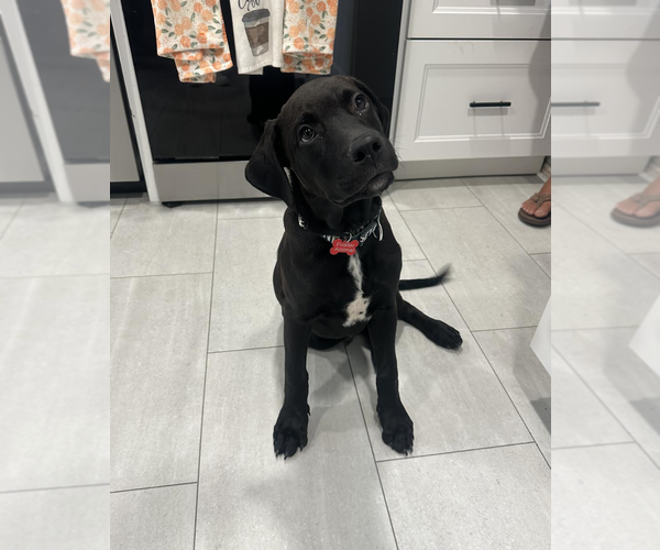 Medium Photo #3 Labrador Retriever-Unknown Mix Puppy For Sale in Rockville, MD, USA