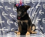 Small Photo #8 German Shepherd Dog Puppy For Sale in EAST EARL, PA, USA