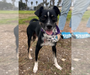 Chihuahua-Unknown Mix Dogs for adoption in San Diego, CA, USA