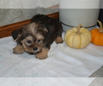 Small #2 Yorkshire Terrier-Zuchon Mix