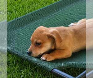 Dachsador Dogs for adoption in Oakhurst, NJ, USA