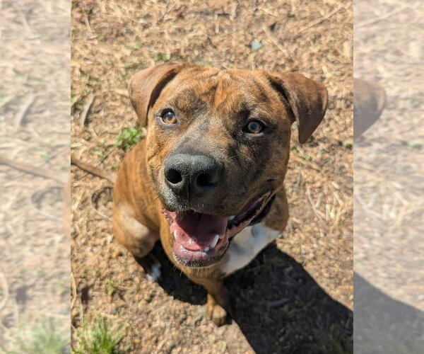 Medium Photo #1 American Staffordshire Terrier-Unknown Mix Puppy For Sale in Wenonah, NJ, USA
