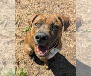 American Staffordshire Terrier-Unknown Mix Dogs for adoption in Wenonah, NJ, USA